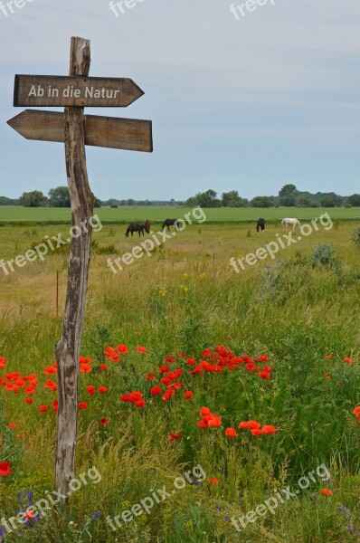 Directory From The Nature Poppy Meadow Summer