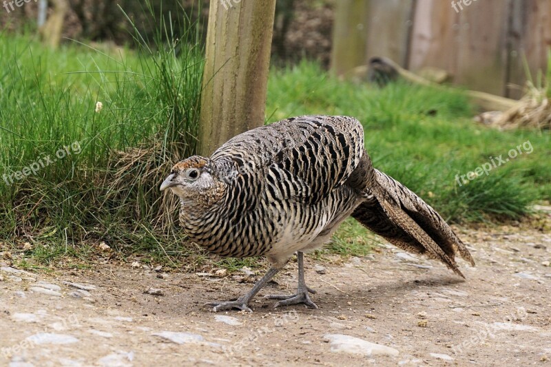 Pheasant Goldfasan Female Bird Galliformes