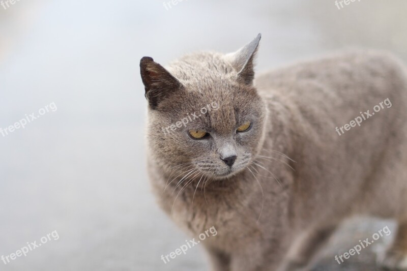 Cat Cute Istanbul Gray Fur Homeles