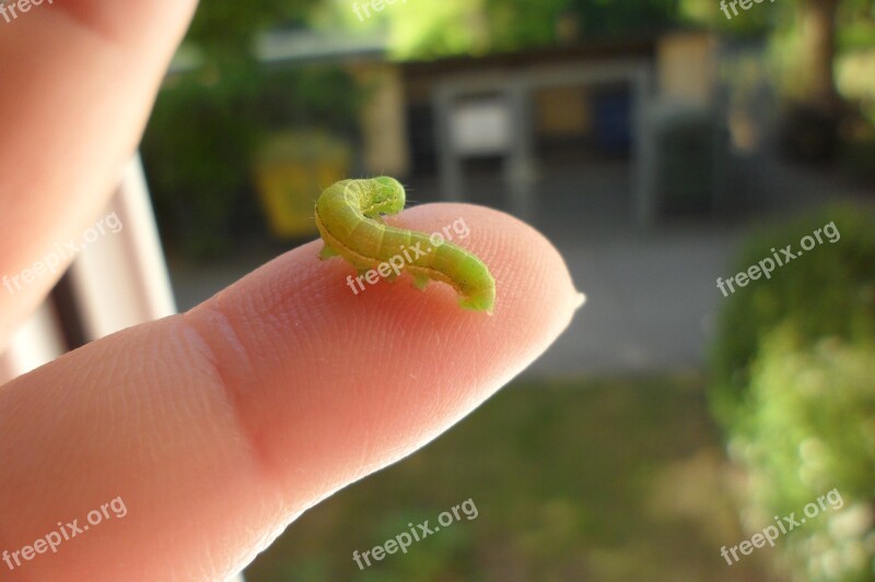 Caterpillar Finger Animal Free Photos