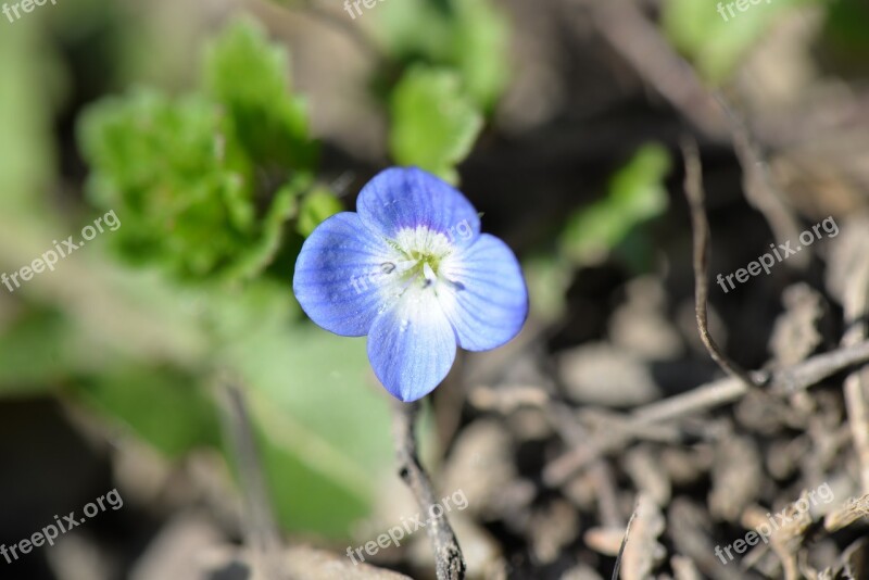 Pointed Flower Honorary Award Blue Close Up Nature