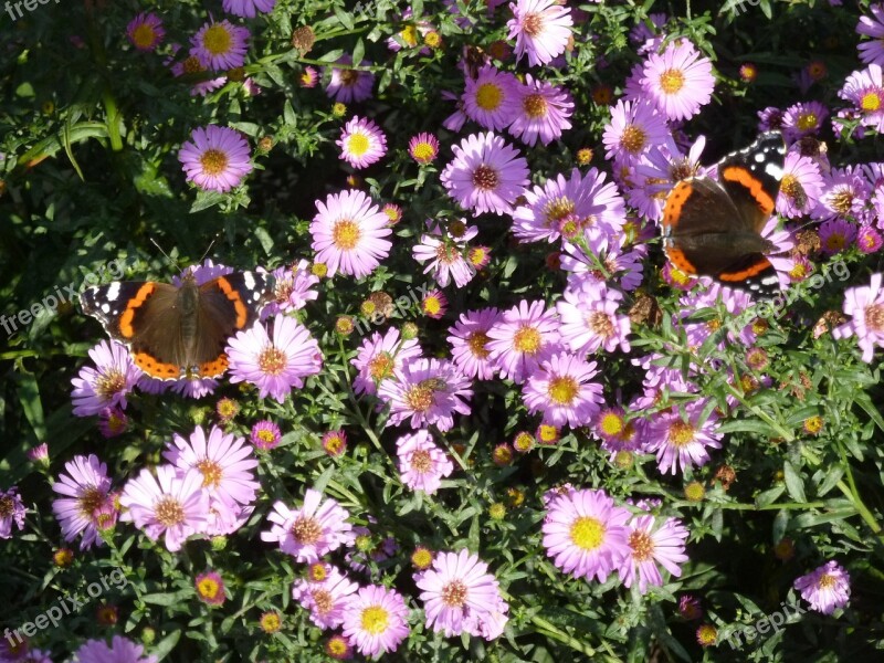 Aster Flower Butterfly Blossom Bloom Autumn