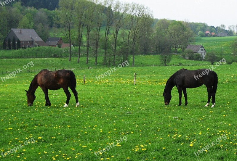 Horse Pasture Spring Meadow Horses Farm Pasture