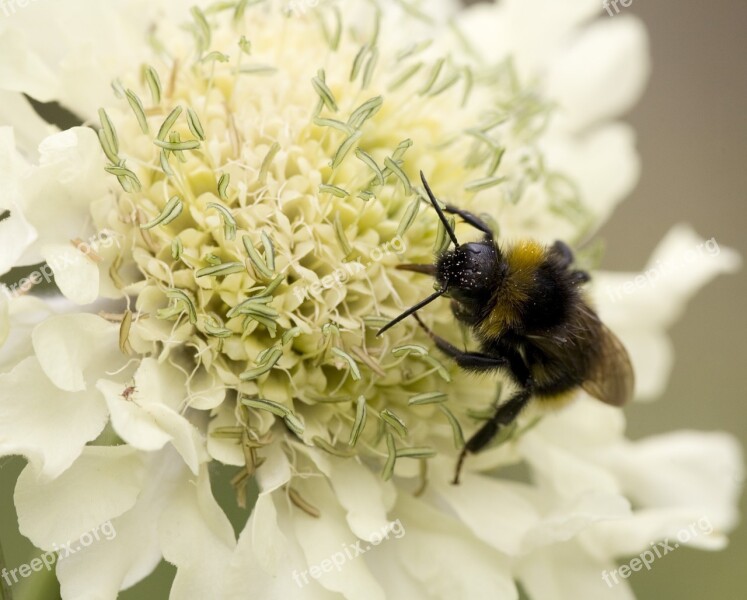 Nature Bee Flower White Bumble