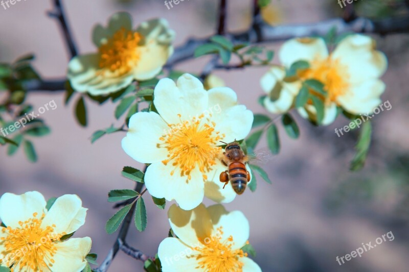 Bee Pollination Pollen Insect Nature