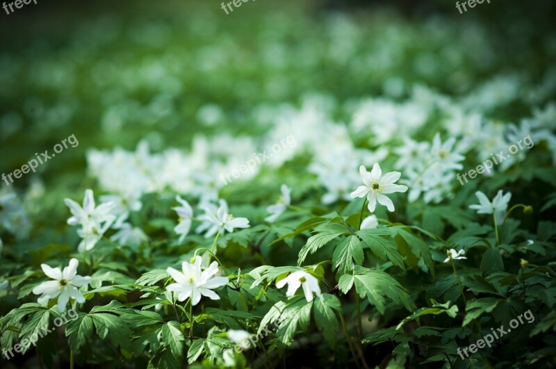 Flowers Forest Biel White Green