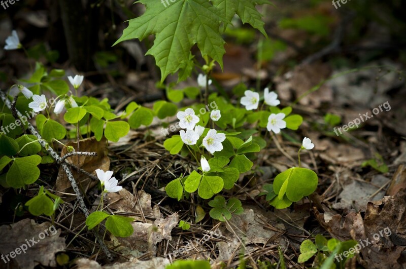 Forestry Clover Clover Forest Green Spring