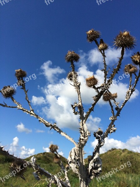 Thistle Against Blue Air Heaven