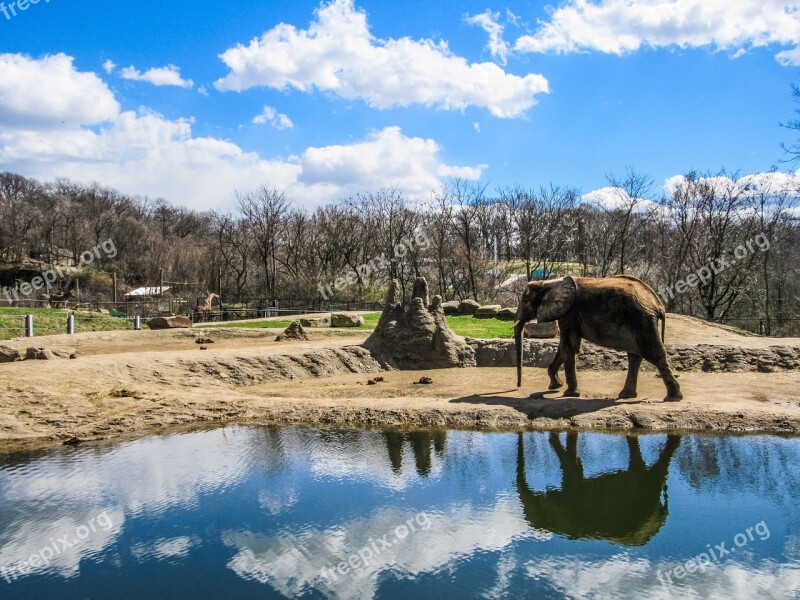 Elephant Zoo Animals Zoo Animals Free Photos