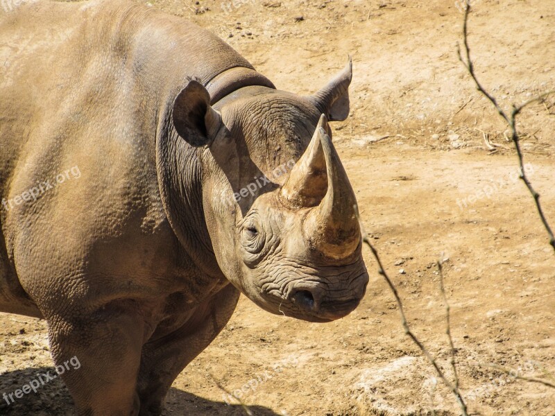 Rhino Zoo Animal Rhinoceros Free Photos