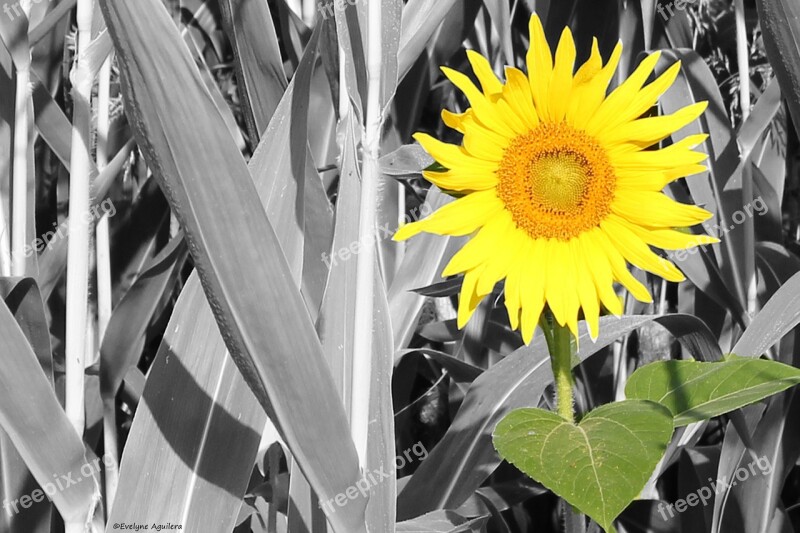 Yellow Flower Yellow Flower Sunflower Fleurs Des Champs