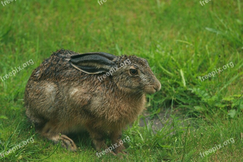 Wet Brown Hare Home Yard Summer Rain Rabbit