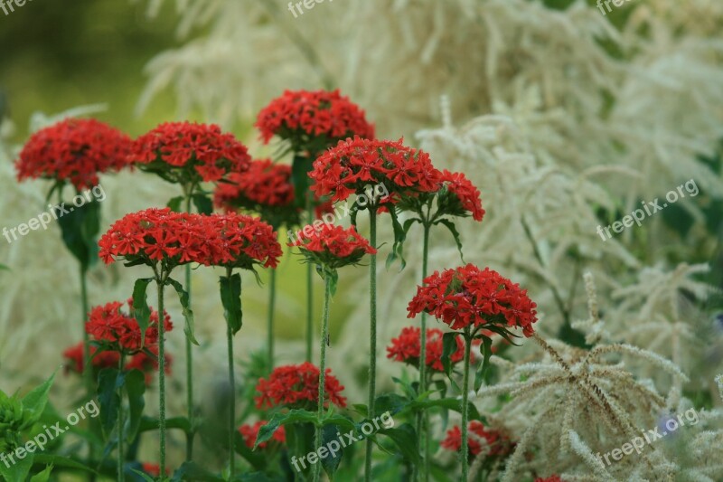 Summer Flower Kalanchoe Aruncus Red Flower