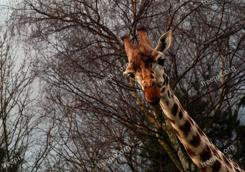 Giraffe Safari Park Wildlife Animal