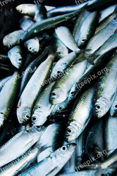 Herring Fish Port Fishing Sea