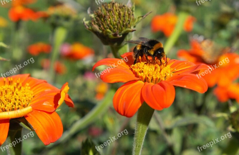 Bee Flower Nature Honey Insect