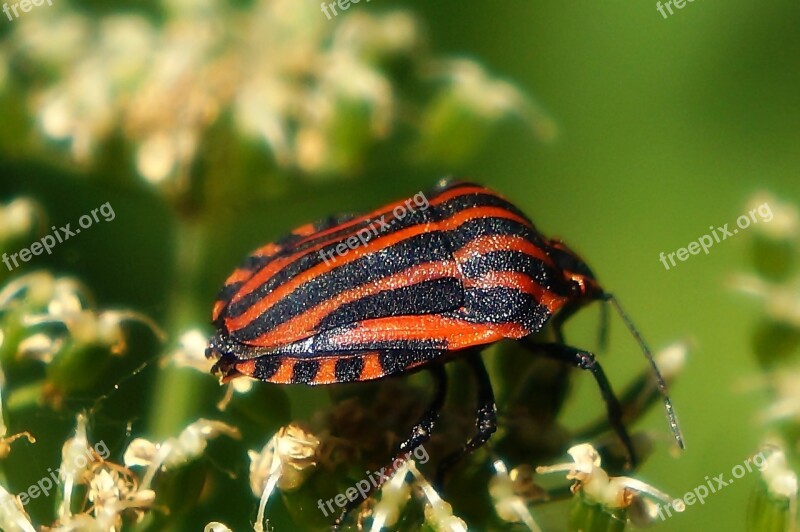 Insect The Beetle Color Macro Closeup