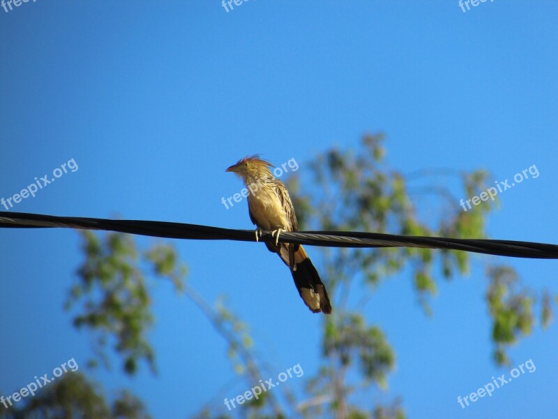 Paige Flying Nature Blue Sky Landscape