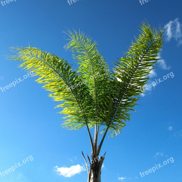 Coconut Tree Nature Blue Sky Free Photos