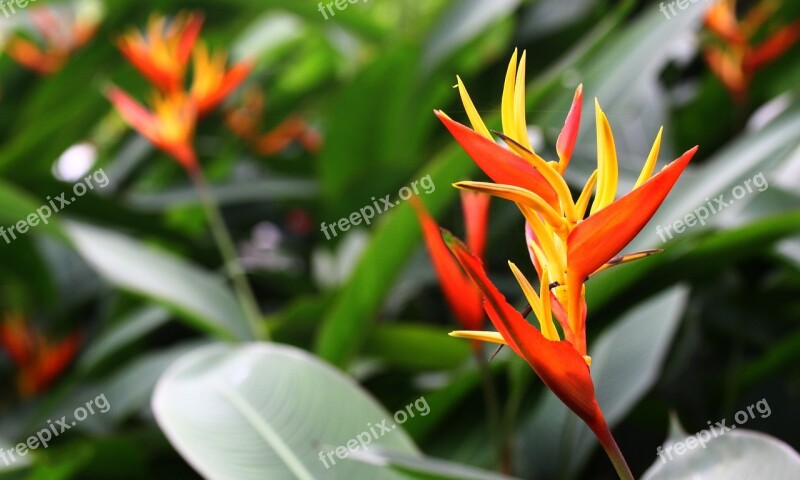 Natural Flower Bird Red Flowers Copper Foil Africa Plant