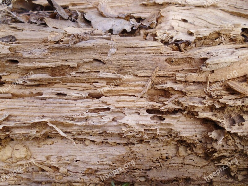 Texture Tree Old Mouldering The Old Tree