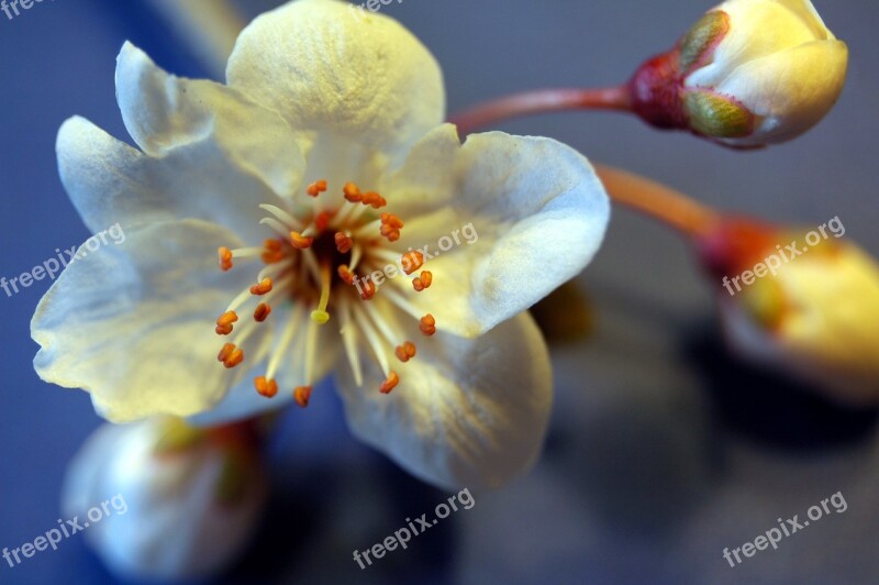 Blossom Bloom Spring Mirabelle Blood Plum