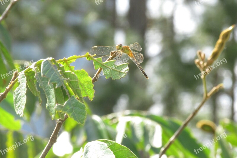 Dragonfly Nature Insect Free Photos