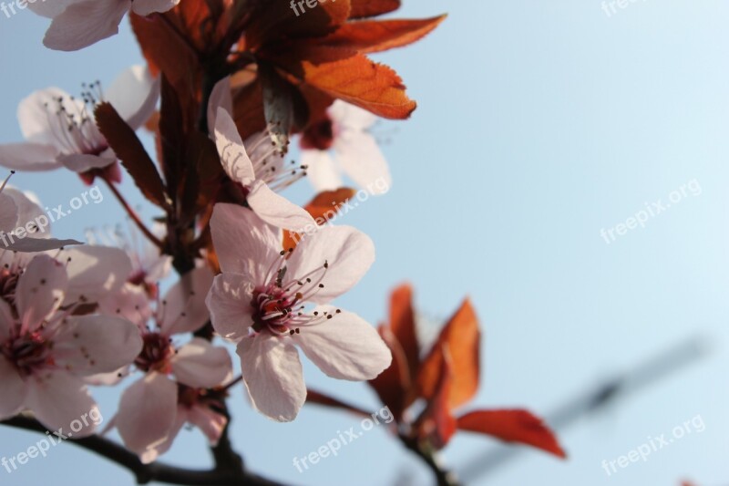 Spring Flowers Pink Branch Full Bloom