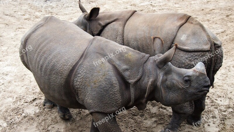 Rhinoceros Rhino Animal Wild Zoo