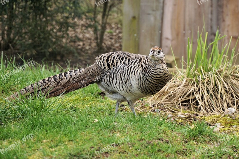 Pheasant Goldfasan Female Bird Galliformes