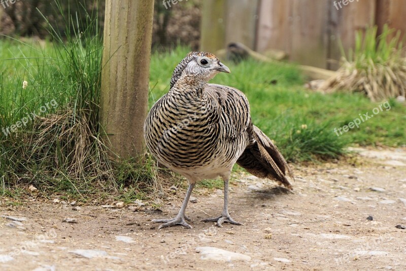 Pheasant Goldfasan Female Bird Galliformes