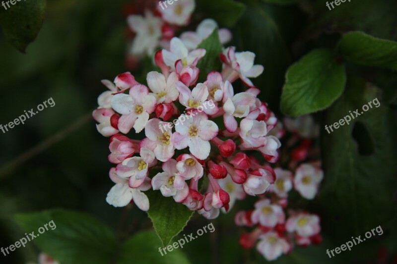 Viburnum Flowering Shrub Spring Garden Nature