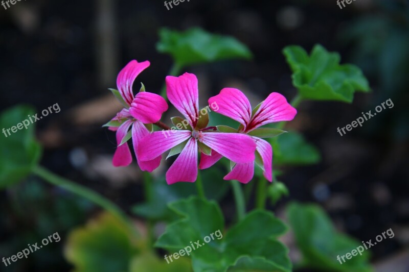 Geranium Flower Rose Geranium Summer Spring