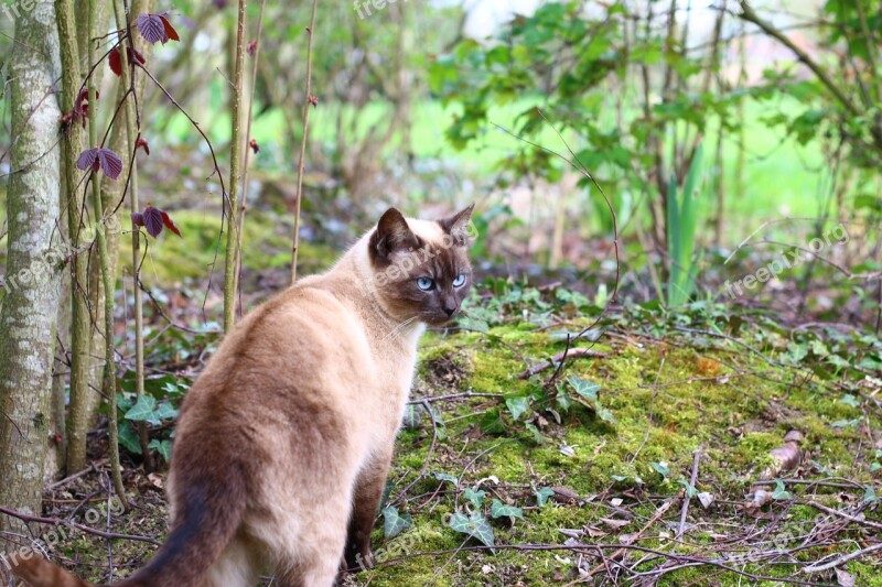 Siamese Cat Domestic Animal Animals Free Photos