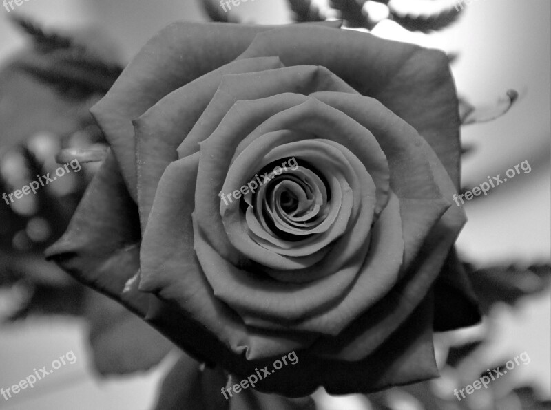 Rose In Black And White Rose Blossom Bloom Flower