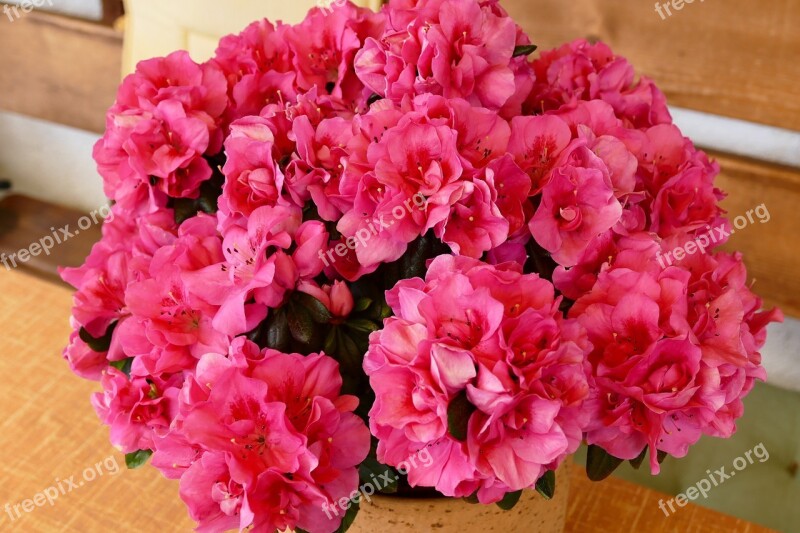 Azalea Flowers Close Up Rhododendron Red