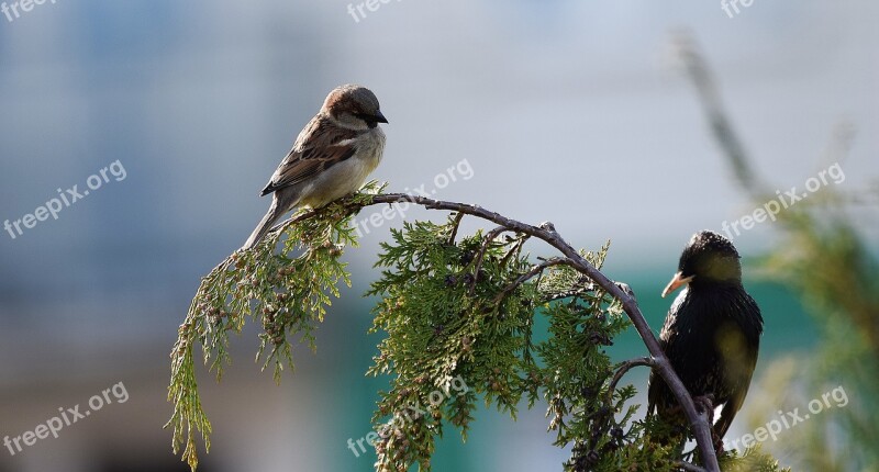 Bird Nature Grass Meadow Meadow Grass