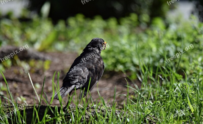 Starling Bird Nature Singing Ornithology