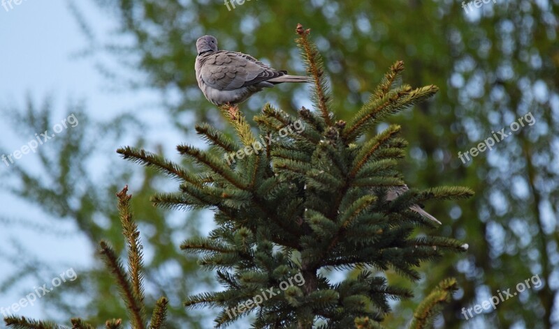 Tree Bird Nature Branches Autumn