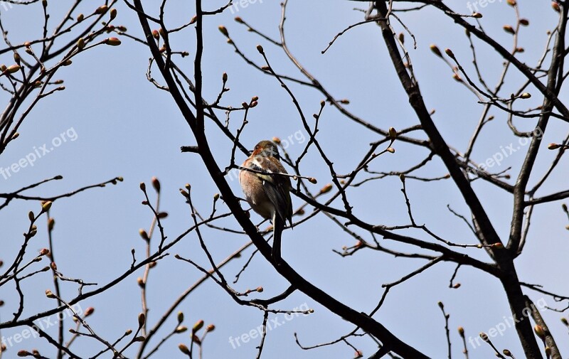 Tree Bird Nature Branches Autumn