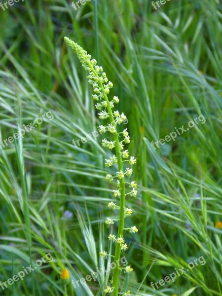 Flower Pastures Spring Composite Flower Free Photos