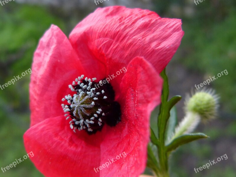 Poppy Detail Beauty Pistils Ababol