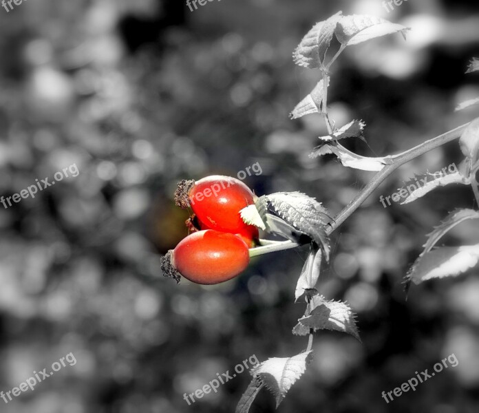 Rosehip Berries Red Berries Wild Autumn