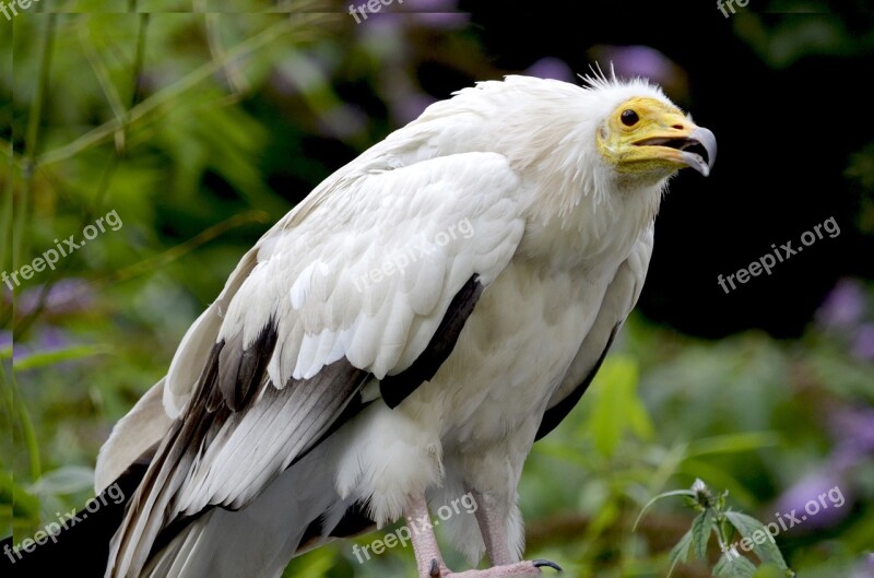 Egyptian Vulture Hawk-like Raptor Bird Of Prey Flying