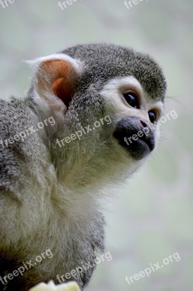 Monkey äffchen Capuchin Capuchin Monkey Capuchins