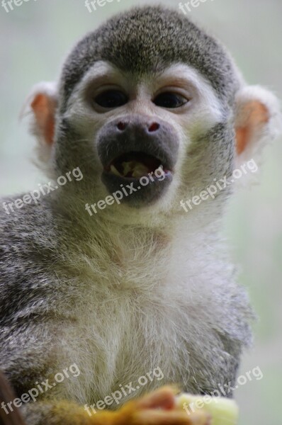 Monkey Capuchin Monkey äffchen Herr Nilson Capuchins