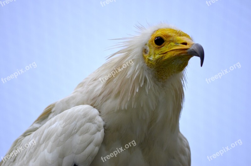 Egyptian Vulture Bird Of Prey Raptor Vulture Bird