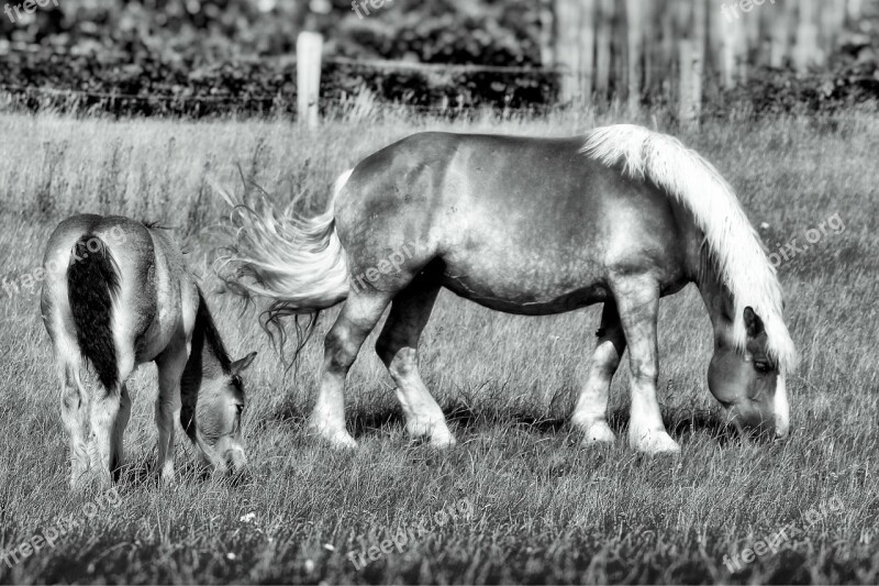 Horse Foal Pasture Mare With Foal Cold Blooded Animals