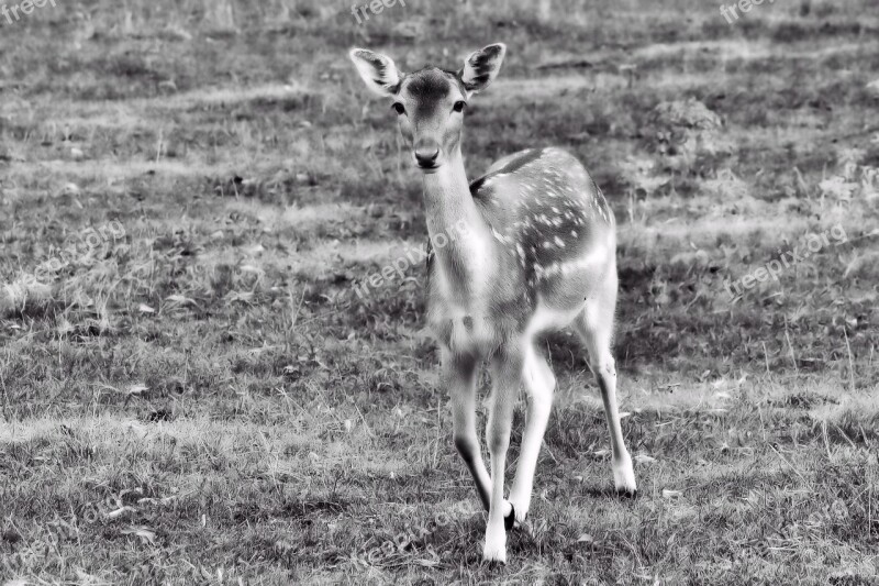 Roe Deer Fawn Young Deer Wild Kitz