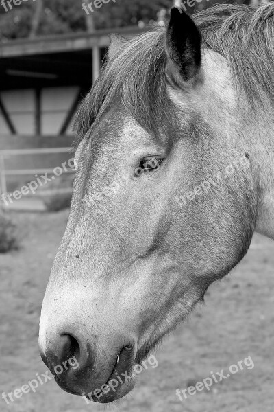 Horse Horse Head Pferdeportrait Animal Portraits Kaltblut